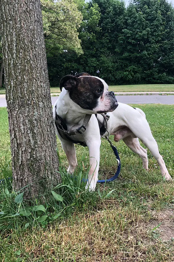 chief canine officer diesel